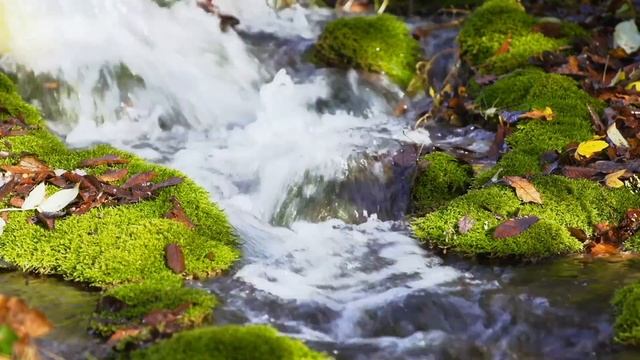 🇺🇦 1 Hour Water, Birdsong, Forest - Relaxation & Meditation | 1 Година Вода, Спів Птахів, Звуки Лі смотреть онлайн