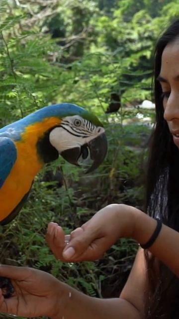 A ARARA MUITO BOAZINHA #araras смотреть онлайн