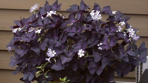 Кислица оксалис