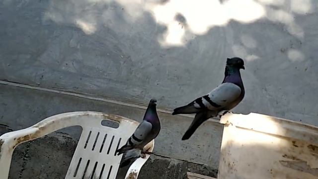 Узбекские голуби УЗБ каптарлари