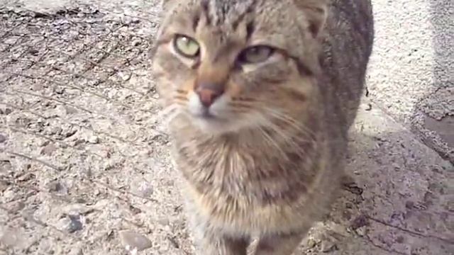 Сat wants attention . Котик Мурзик - ласковый котик, хочет внимания. смотреть онлайн