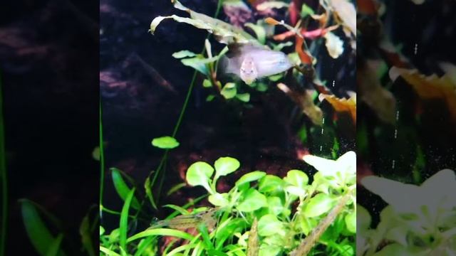 Apistogramma borellii смотреть онлайн