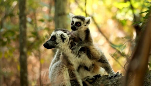 ИНТЕРЕСНЫЕ ФАКТЫ О ЛЕМУРАХ смотреть онлайн