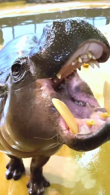 Зачем бегемотику такие зубы?🦛 смотреть онлайн