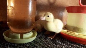индоутята отсадил от цыплят в Брудер который сделал сам