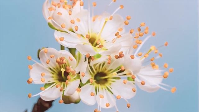 Самые красивые цветущие деревья/The most beautiful flowering trees