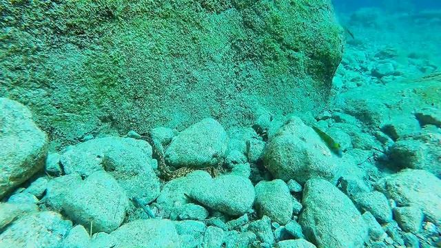 mroczna eminencja morskich głębin - murena смотреть онлайн