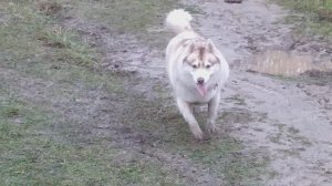 ...из болота тащить бегемота!