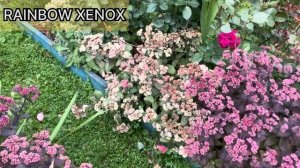 Очитки - сорта XENOX