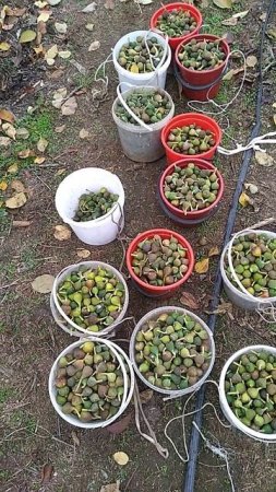 Инжир кадота (куставой) последняя ягода, на варенье. 24 ноября 24г