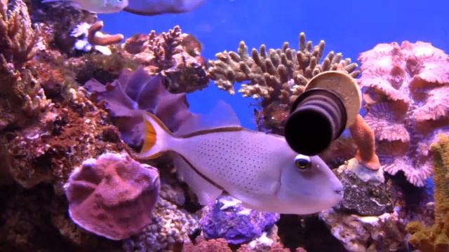 My Sargassum Triggerfish смотреть онлайн