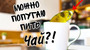 МОЙ ПОПУГАЙ ПЬЕТ ЧАЙ! МОЖНО ЛИ ЧАЙ ВОЛНИСТОМУ ПОПУГАЮ!?