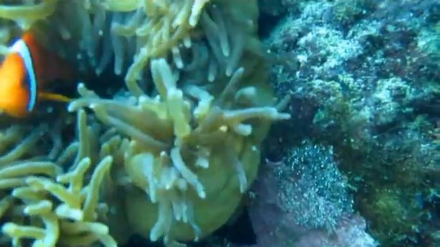 Tomato Clownfish Eggs in Tioman, Malaysia смотреть онлайн