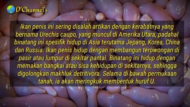 Urechis Unicinctus - Macam Jenis Hewan смотреть онлайн