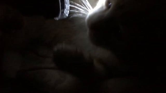 Подарок персику (точилка для зубов) смотреть онлайн