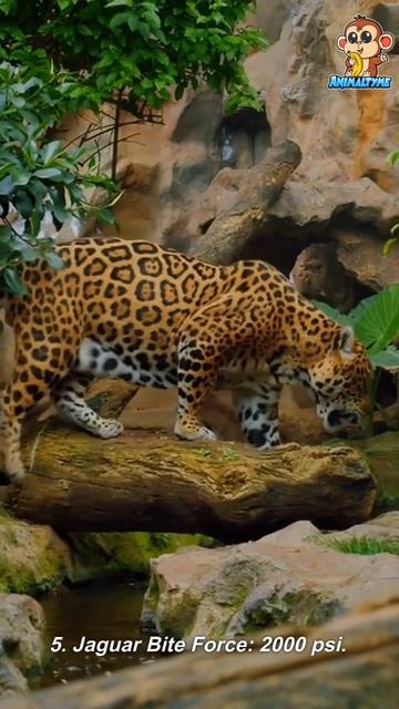 Top 9 Most Powerful Animal Bites #youtubeshorts #shorts смотреть онлайн