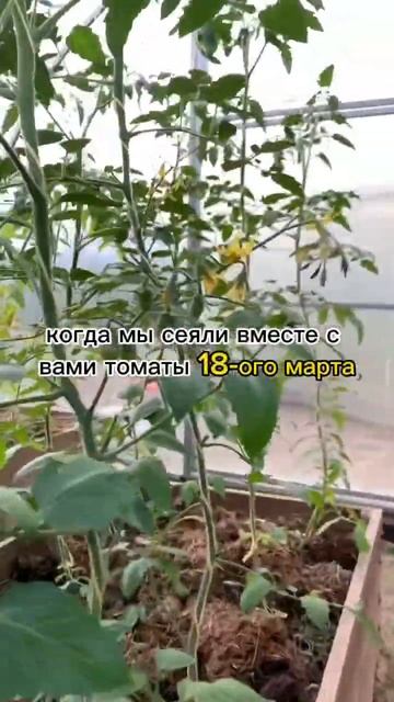 ✅ завязываются томаты в теплице #огород #теплица #томатывтеплице #томаты #помидорывтеплице