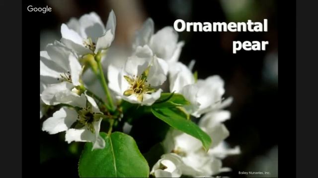 Small Trees with Big Impact: A 2016 Spring Fever Garden Workshop
