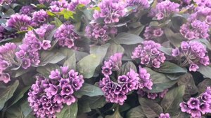 Физохлайна или Пузырница физалисовая (Physochlaina/Scopolia physaloides)