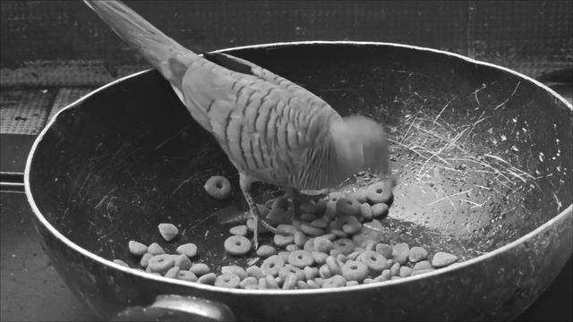 5 Nostalgic black and white video of birds Spilopelia chinensis /Spotted dove /Tekukur Merbuk Balam