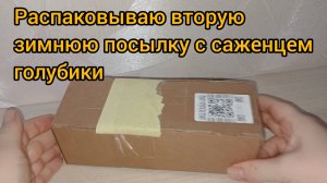 Как выглядит саженец голубики, купленный зимой. Распаковываем посылочку от вб