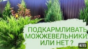 ПОДКАРМЛИВАТЬ МОЖЖЕВЕЛЬНИКИ ИЛИ НЕТ - ЭТО РЕШАТЬ ВАМ ! А Я СВОИ МОЖЖЕВЕЛЬНИКИ НЕ ПОДКАРМЛИВАЮ!