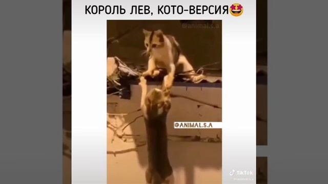Король Лев Кото версия смотреть онлайн