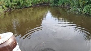 Рыбалка. карп в своём пруда. Итоги выращивания за 3 месяца!