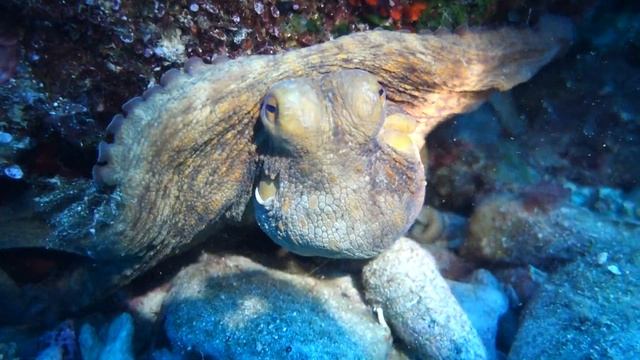 Diving in Crete | Octopus смотреть онлайн