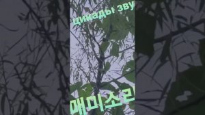 Цикады -звук  매미소리