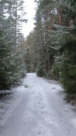 Прогулка в лесу. Сестрорецк