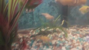 нерест данио в опщем аквариуме