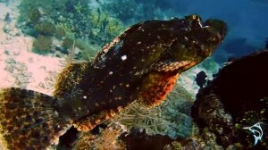 Noosha & the Barracuda with Blue Marlin Dive Komodo