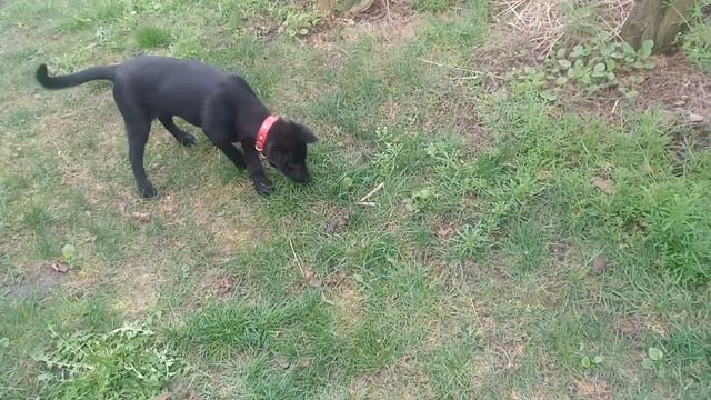 ВЫХОД ЩЕНКА БЕЗ ПОВОДКА. Команды «Рядом!»,«Гуляй!»,«Туалет!»,«По дорожкам!»Правила забирания игруше смотреть онлайн