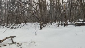 Приемник Белка