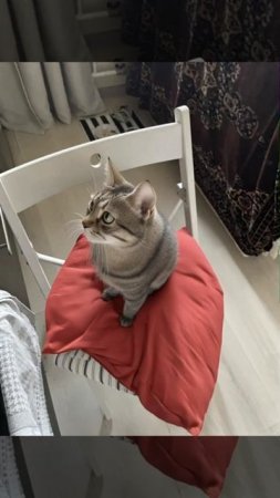 Кот микроволновка