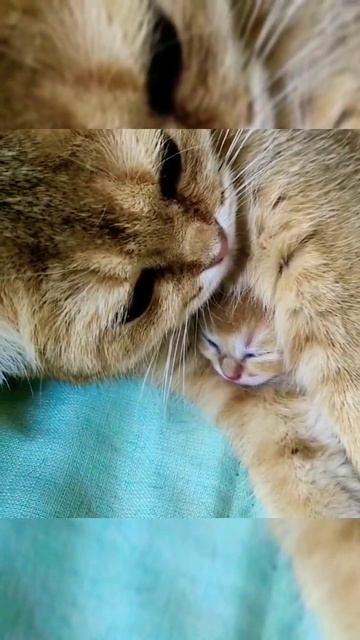 Мама Кошка обнимает Новорожденного Котенка #shorts смотреть онлайн