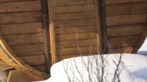 выращивание сосны кедровой сибирской