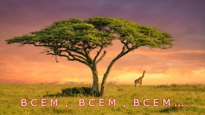 Смотреть всем 4К