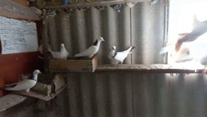 Голуби Бакинская Шейка - используется как кормилка !!!