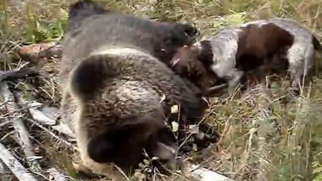 По медведю смотреть онлайн