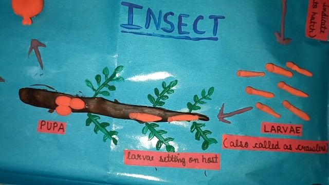 Life cycle of lac insect model смотреть онлайн