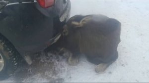Хорошо устроился)))
