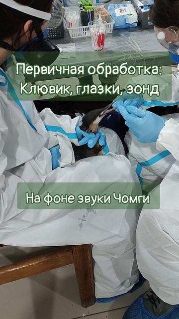 #Анапа #волонтерыморя #мазут #черноеморе #волонтер