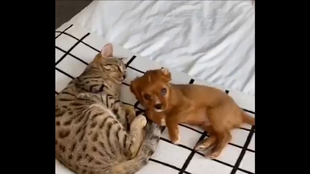 Забавные животные_ноябрь 2019_Подборка наилучших приколов смотреть онлайн