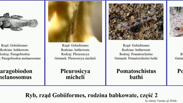 Ryb, rząd Gobiiformes, rodzina babkowate, część 2 gobius ponticola pomatoschistus proterorhinus смотреть онлайн