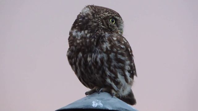 pójdźka/ Athene noctua/ woj.lubelskie - lipiec 2015r. смотреть онлайн