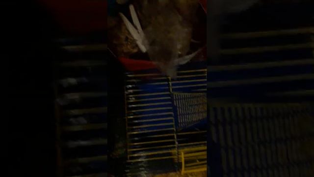 Обзор на новинки моєї криски Кікі😘 смотреть онлайн