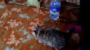 Издевательство над Котом :)