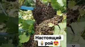 Огромный (РОЙ ПЧЁЛ)2021